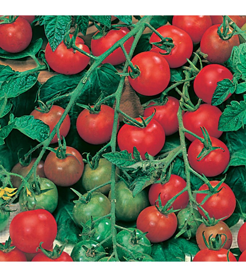 Mr Fothergills Tomato Cherry Gardeners Delight Seeds 50 Pack Tony Almond